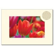 Klappkarte Blume des Lebens mit Tulpen