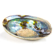 Räucher Muschel Regenbogen - Abalone Haliotis Iris