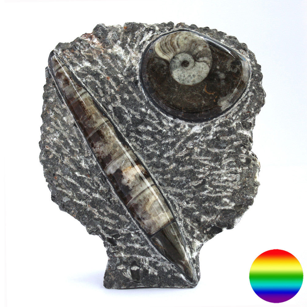 Orthoceras auf versteinertem Meeresboden - stehend