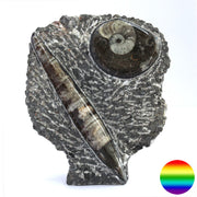 Orthoceras auf versteinertem Meeresboden - stehend