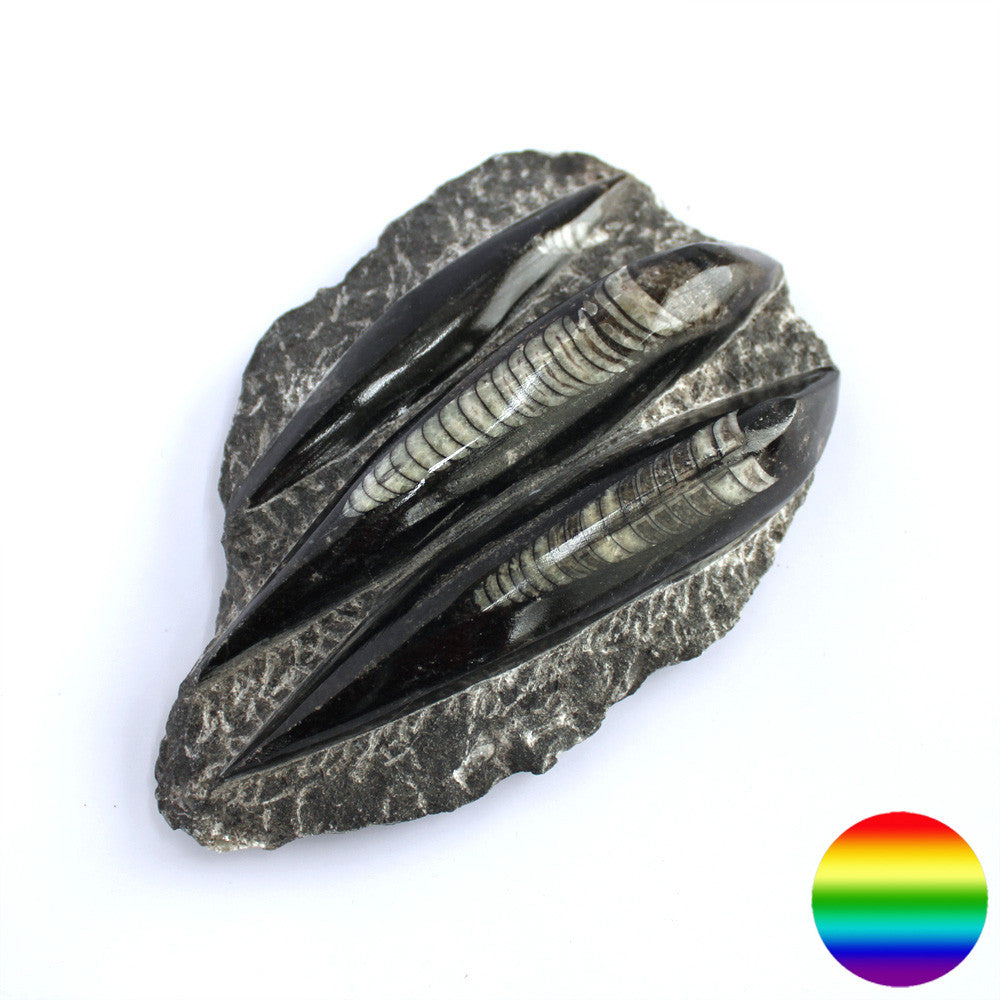 Orthoceras auf versteinertem Meeresboden - liegend