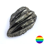 Orthoceras auf versteinertem Meeresboden - liegend