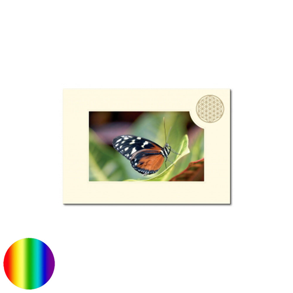Klappkarte Lebensblume - Schmetterling