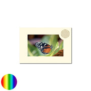 Klappkarte Lebensblume - Schmetterling