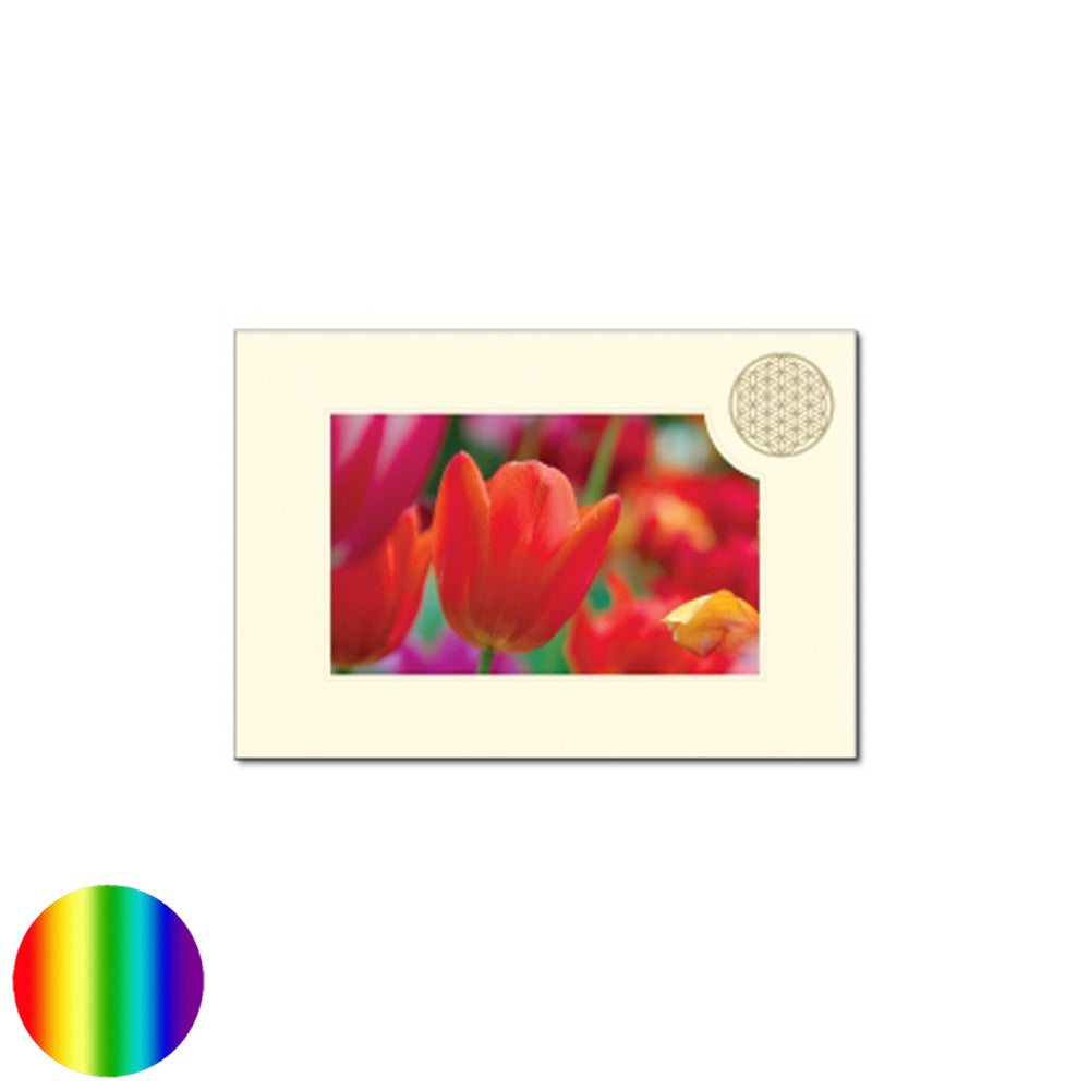 Klappkarte Lebensblume - Tulpe