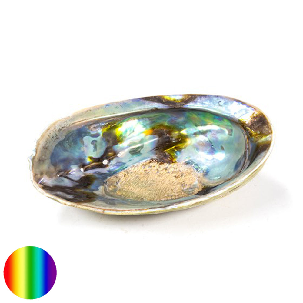 Räucher Muschel Regenbogen - Abalone Haliotis Iris