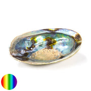 Räucher Muschel Regenbogen - Abalone Haliotis Iris