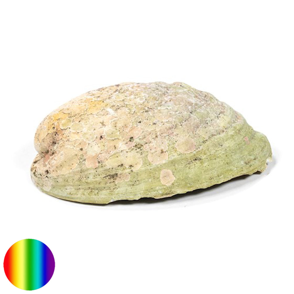 Räucher Muschel Regenbogen - Abalone Haliotis Iris