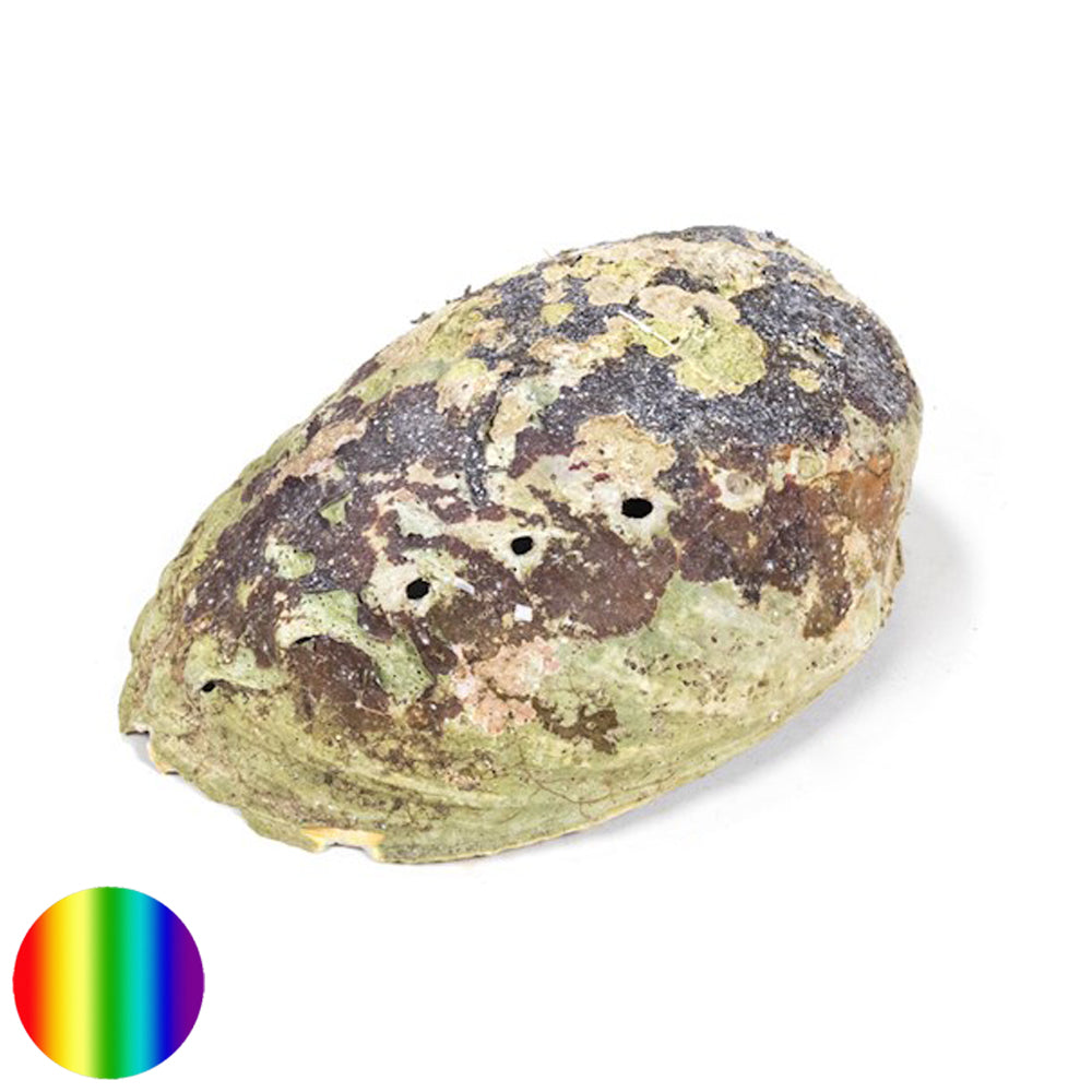 Räucher Muschel Regenbogen - Abalone Haliotis Iris
